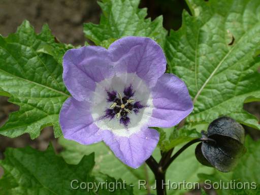 Nicandra physaloides 